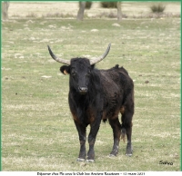 araz-plo-11-03-2023-n-37