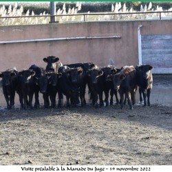 manade-du-juge-dejeuner-19-11-2022-39
