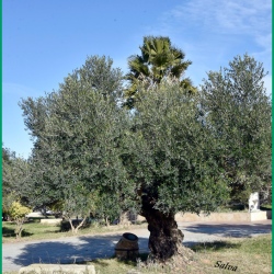 Repas-ARAZ-Briaux-26-11-2023-141-N