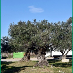 Repas-ARAZ-Briaux-26-11-2023-142-B