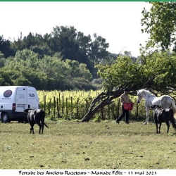 ferrade-araz-13-mai-2023-n-3
