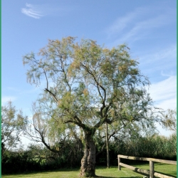 ARAZ-Ferrade-Rousty-26-05-2024-18