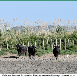 ARAZ-Ferrade-Rousty-26-05-2024-63