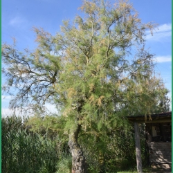 ARAZ-Ferrade-Rousty-26-05-2024-79