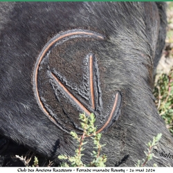 ARAZ-Ferrade-Rousty-26-05-2024-140