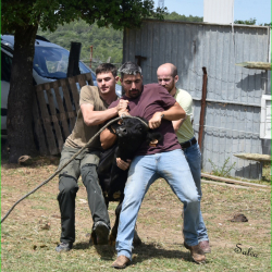 Ferrade-Brestalou-06-06-2026-107-N